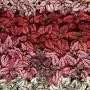 Seminte profesionale  Hypoestes phyllostachya - imagine 49394